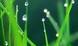 КАК ПОСЕЯТЬ ГАЗОН МЯТЛИК ОВСЯНИЦА КРАСНАЯ РАЙГРАС МНОГОЛЕТНИЙ